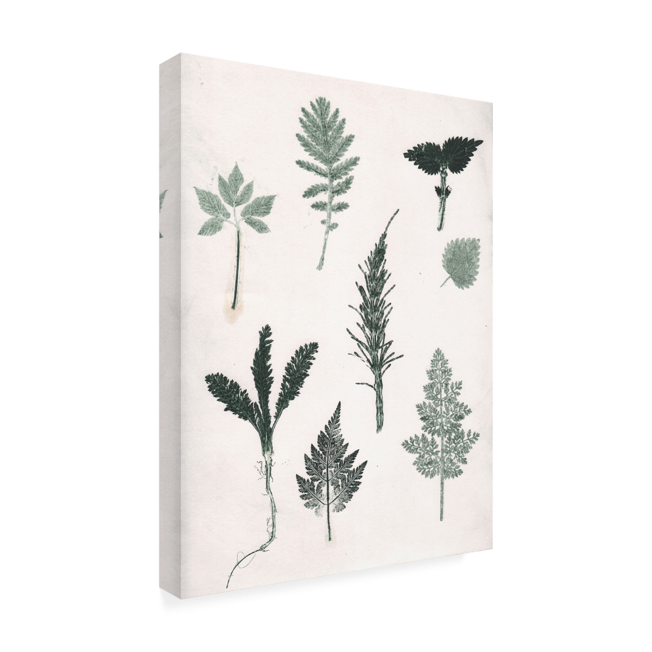 Canvas Wall Art - Pernille Folcarelli 'Herbs Wild Green' Wall Art for Living Room, Bedroom, or Office Décor by Trademark Fine Art - 24 x 32 Inches