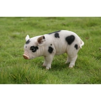 Standing Baby Pig With Black Spots