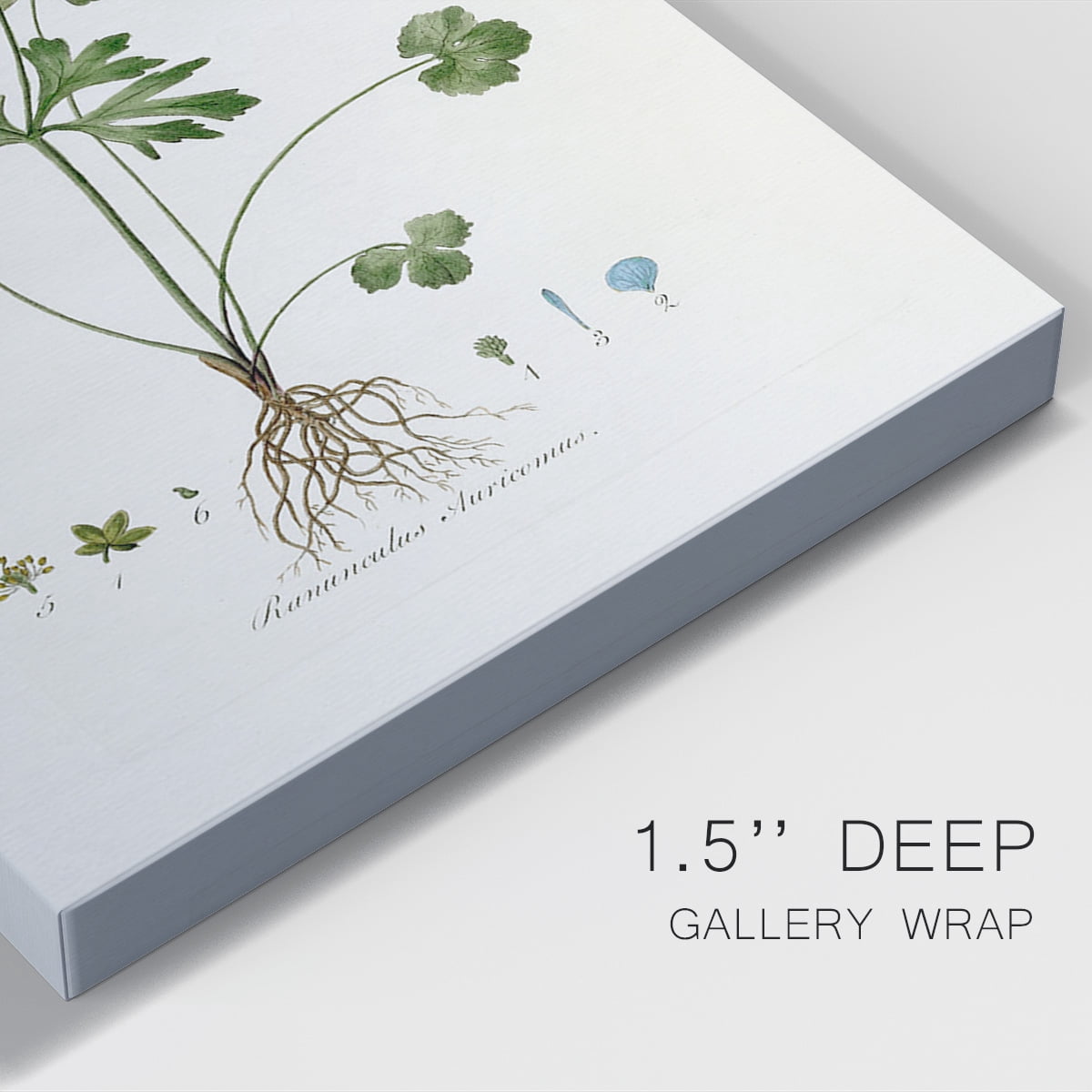 Buttercup Study Premium Gallery Wrapped Canvas - Ready to Hang