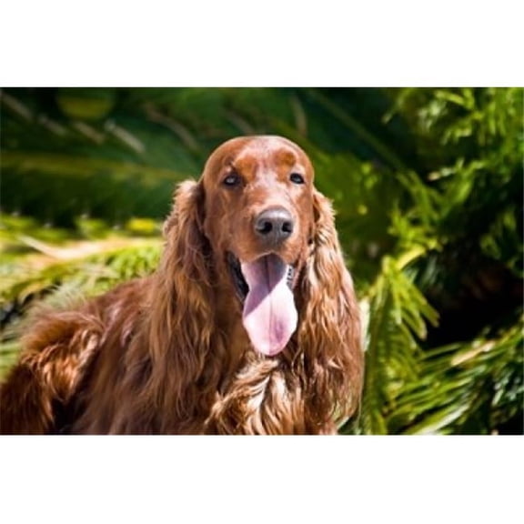 An Irish Setter Lying Surrounded by Greenery Poster Print by Zandria Muench Beraldo - 24 x 16 in.