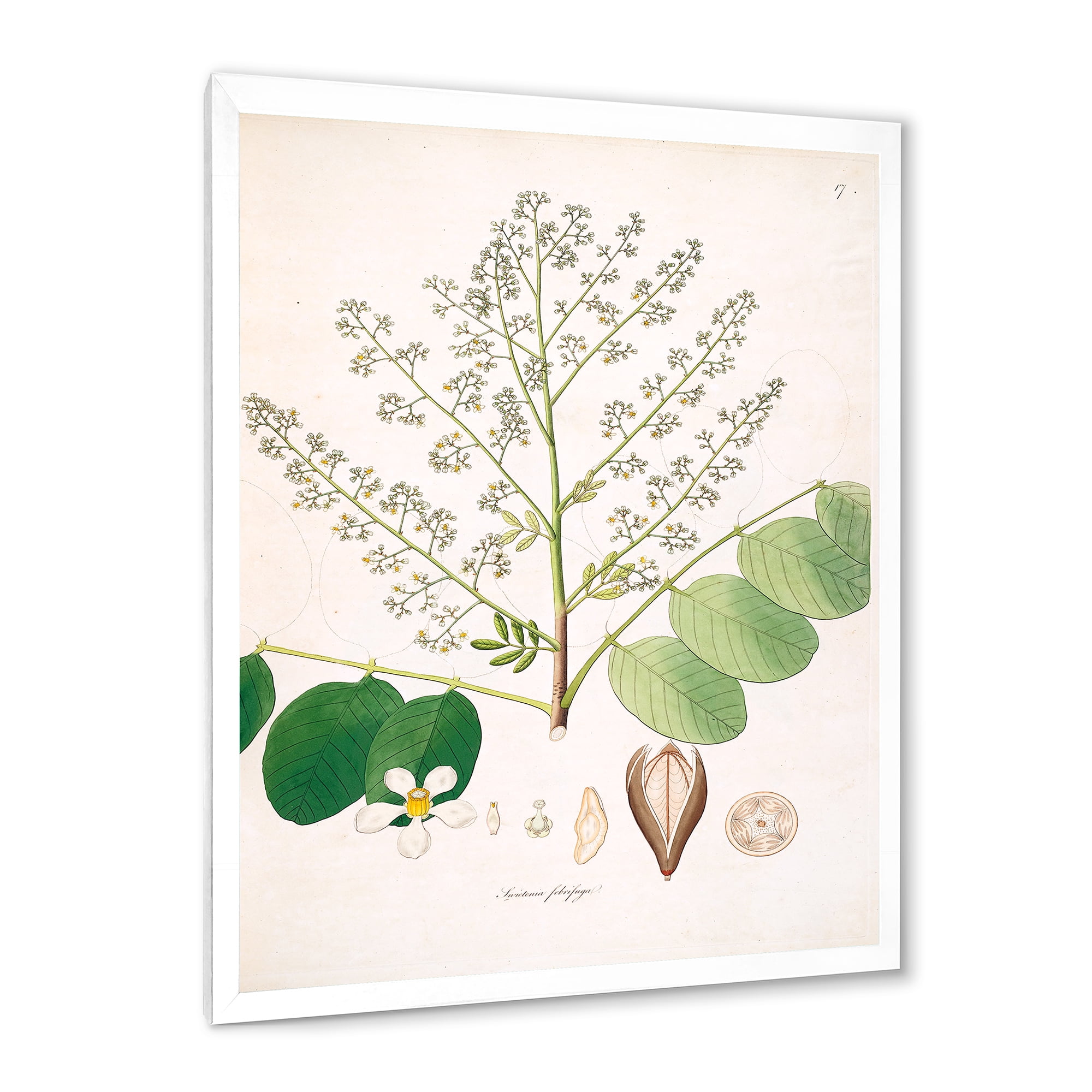 Designart 'Ancient Botanicals XVI' Farmhouse Framed Art Print