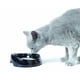 thumbnail image 1 of Bebedero Negro Whisker Water Savic Perro Gato Cara Corta, 1 of 1