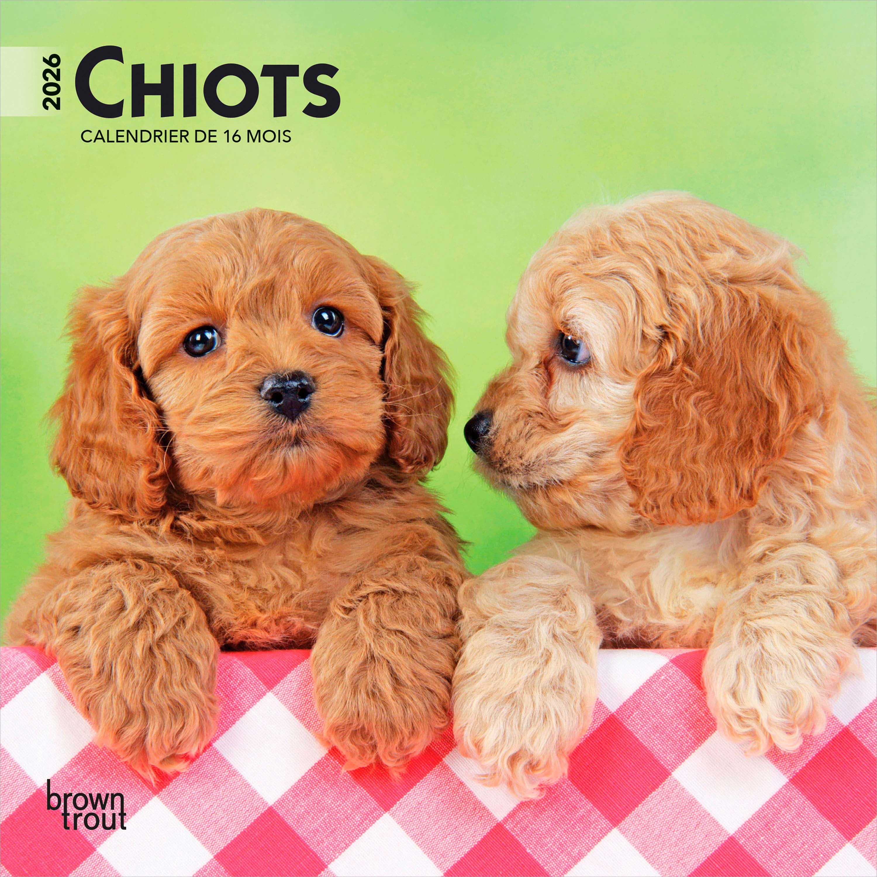 Chiots 2026 Mini 7x7 FRENCH BTCA