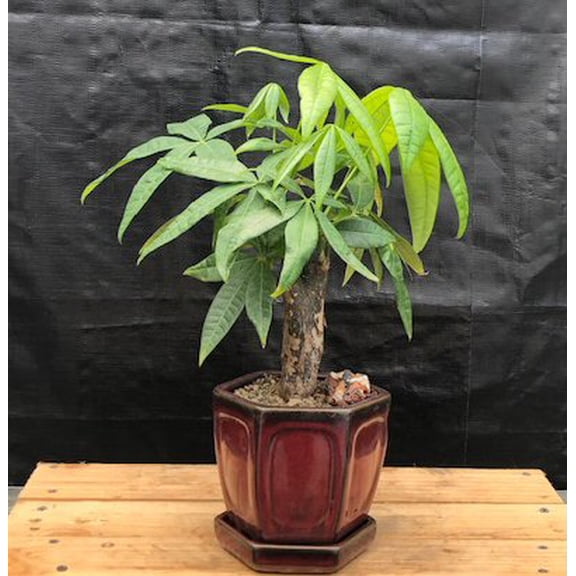 Money Bonsai Tree - Stump Style (Pachira Aquatica)