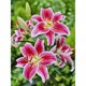 thumbnail image 1 of Kit 5D DIY Flores Mosaico Taladro Cgtredaw G375, 1 of 9