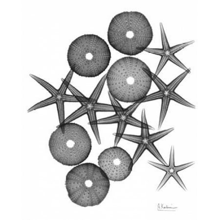 - Starfish and Sea Urchin Medley Poster Print by Albert Koetsier