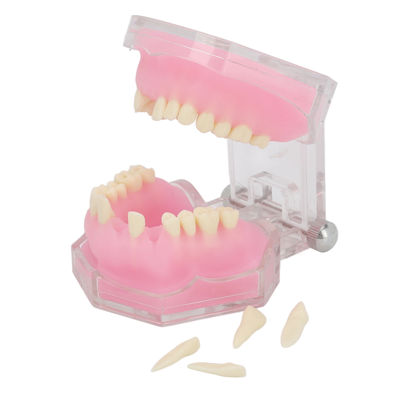 Teeth Model, Teeth Model Detachable Transparent Implant For Dentists