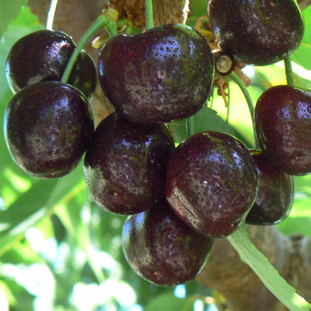 Expert Gardener 2-3 ft. tall Santina Fruiting Cherry Live Tree in 5-Gallon Grower Pot