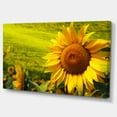 thumbnail image 2 of Tournesols de Toscane sur Fond Vert - Impression sur Toile Florale, 2 of 4