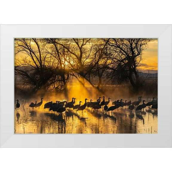 Jaynes Gallery 14x11 White Modern Wood Framed Museum Art Print Titled - USA-New Mexico-Bernardo Wildlife Management Area-Sandhill cranes in water on foggy sunrise