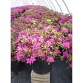 thumbnail image 5 of Karen Azalea, 5 of 9