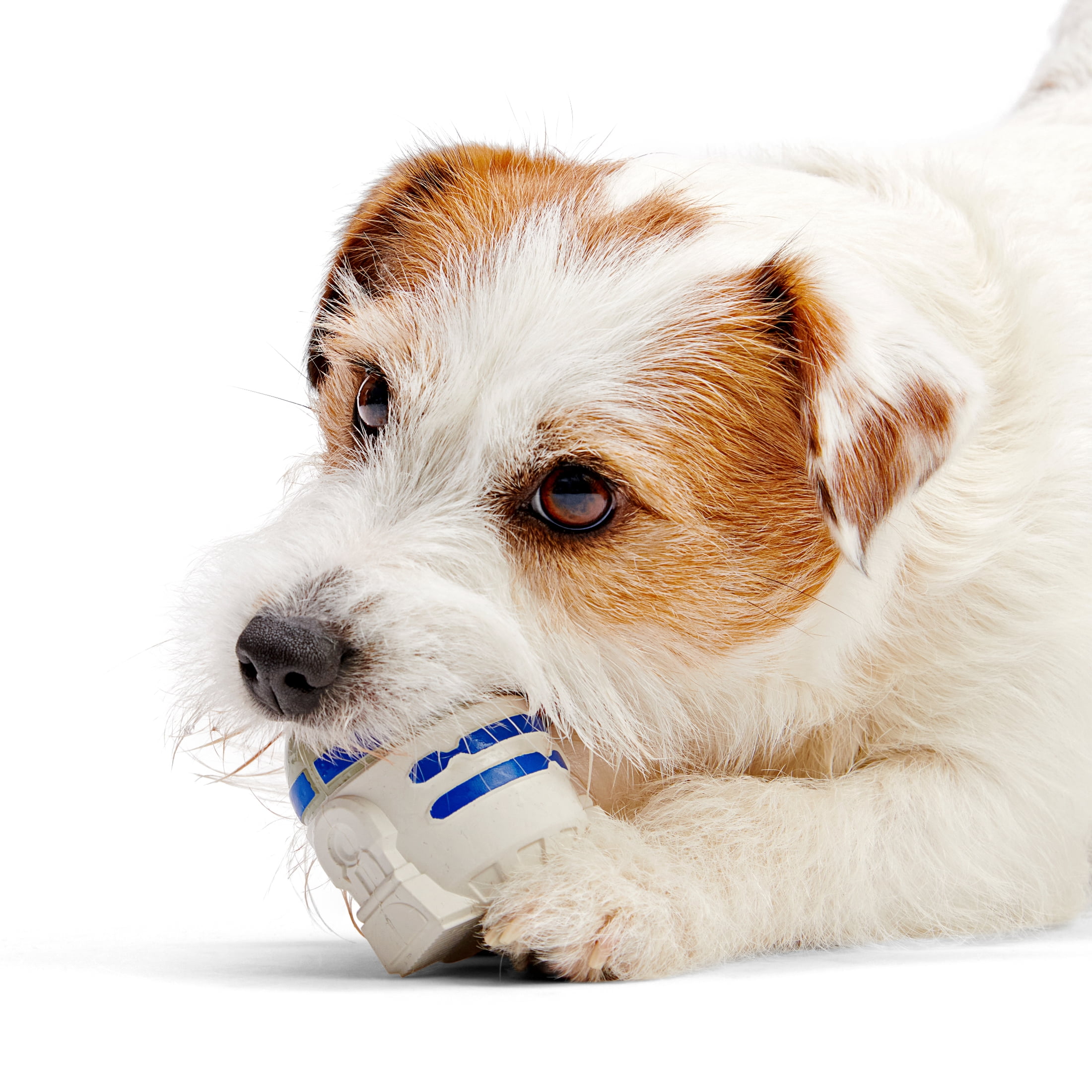 BARK Interactive R2-D2™ Dog Toy with Sound Features for All Sizes