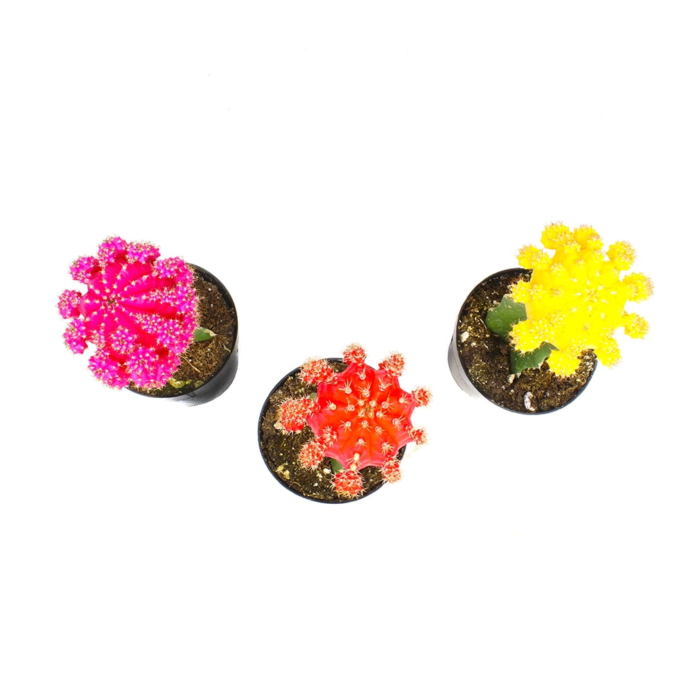 Element by Altman Plants Multicolor Cactus Plants 3-Pack - Live Plants - Full Sun - 2.5-Inch Pots