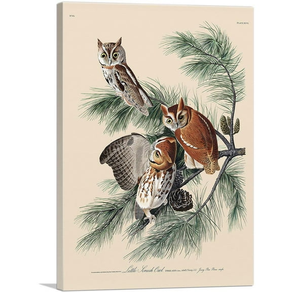 ARTCANVAS Little Screech Owl Canvas Art Print by John James Audubon - Size: 26" x 18" (0.75" Deep)