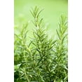 thumbnail image 4 of Rosemary Plant Live in 4'' Pot, Well Rooted Rosemary Herb Plant for Planting Indoor Outdoor, 6-8 Inch Tall, 4 of 6