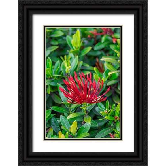 Engelbrecht, Lisa S. 17x24 Black Ornate Wood Framed with Double Matting Museum Art Print Titled - Jungle flame