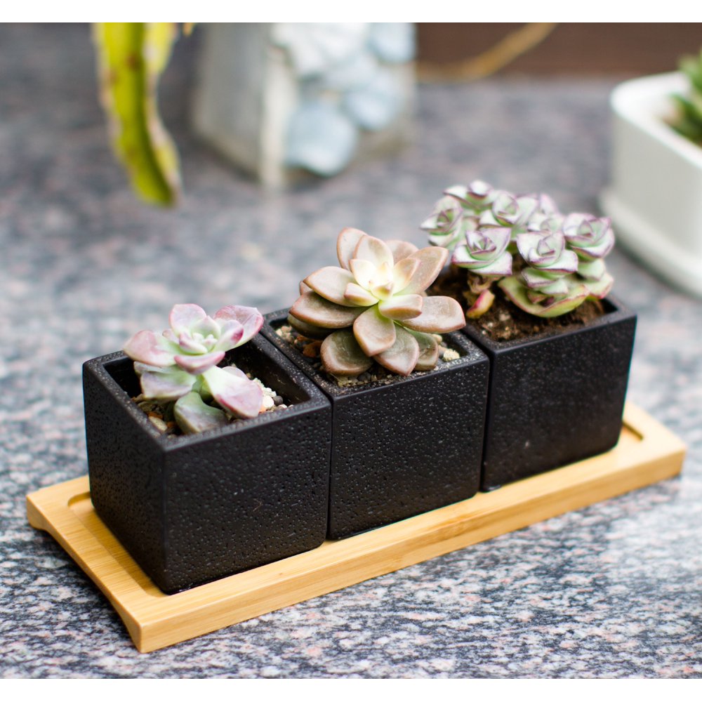 Square Succulent Planter Pots 2.5 inch Decorative Cement Pottery Cactus
