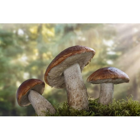 Leccinum insigne mushroom, Pacific Northwest, Seabeck, Washington. Print Wall Art By Don
