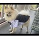 thumbnail image 4 of Vestido de fiesta para perros a rayas con corbata Sailing Electrónica S, 4 of 5