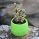 thumbnail image 3 of Maceta Suculenta Mini Contenedor De Flores Para Plántulas Maceta De Plástico Para Jardín Patio Balcón, 3 of 7
