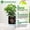 White-Straight plastic, variant on Set of 2 Tall 14.2" Self-Watering Planters - Large Marble Black Flower Pots with Drainage Holes & Water Level Monitor for Patio, Porch, Living Room, or Office - CS-07PS Sandblasting, Black