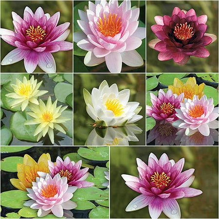 Bloomsz Nymphaea Water Plant Lily Collection, Root / Flower Bulb, 8pk