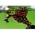 thumbnail image 2 of Smithsonian Institution 14x11 Black Ornate Wood Framed with Double Matting Museum Art Print Titled - Oriental Fire-bellied Toad, 2 of 4