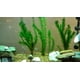 thumbnail image 1 of Plantas de acuario vivas Anacharis Elodea Densa, un ramo, 1 of 1