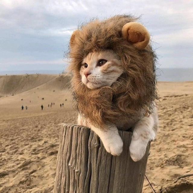 Pet Halloween Costume, Hat for Kittens Puppy Dogs Washable Comfortable Fancy Halloween Christmas Easter Party Activit Salvador melena de león para gato