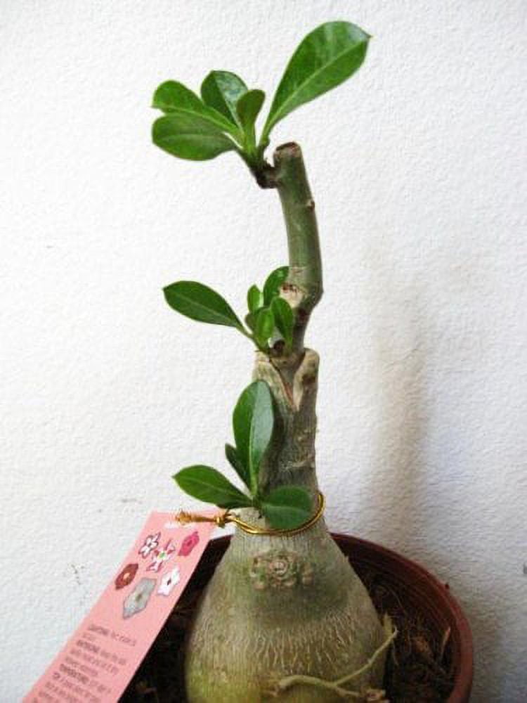 Plant in a Box - Adenium Obesum - Rose du desert - Plantes
