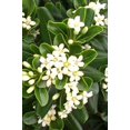 thumbnail image 6 of Compact Green Pittosporum  3 Live Plants  Pittosporum Tobira  Beautiful Fragrant Flowering Low Maintenance Shrub, 6 of 8