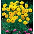 thumbnail image 2 of Early Sunrise Coreopsis - AAS Gold Medal Perennial - Gallon Pot, 2 of 2