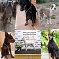 thumbnail image 5 of Heavy Duty Dog Choke Collar Slip Chain Snake Collar Anti-Rust Training Collar for Small & Large Dogs Black, 5 of 5