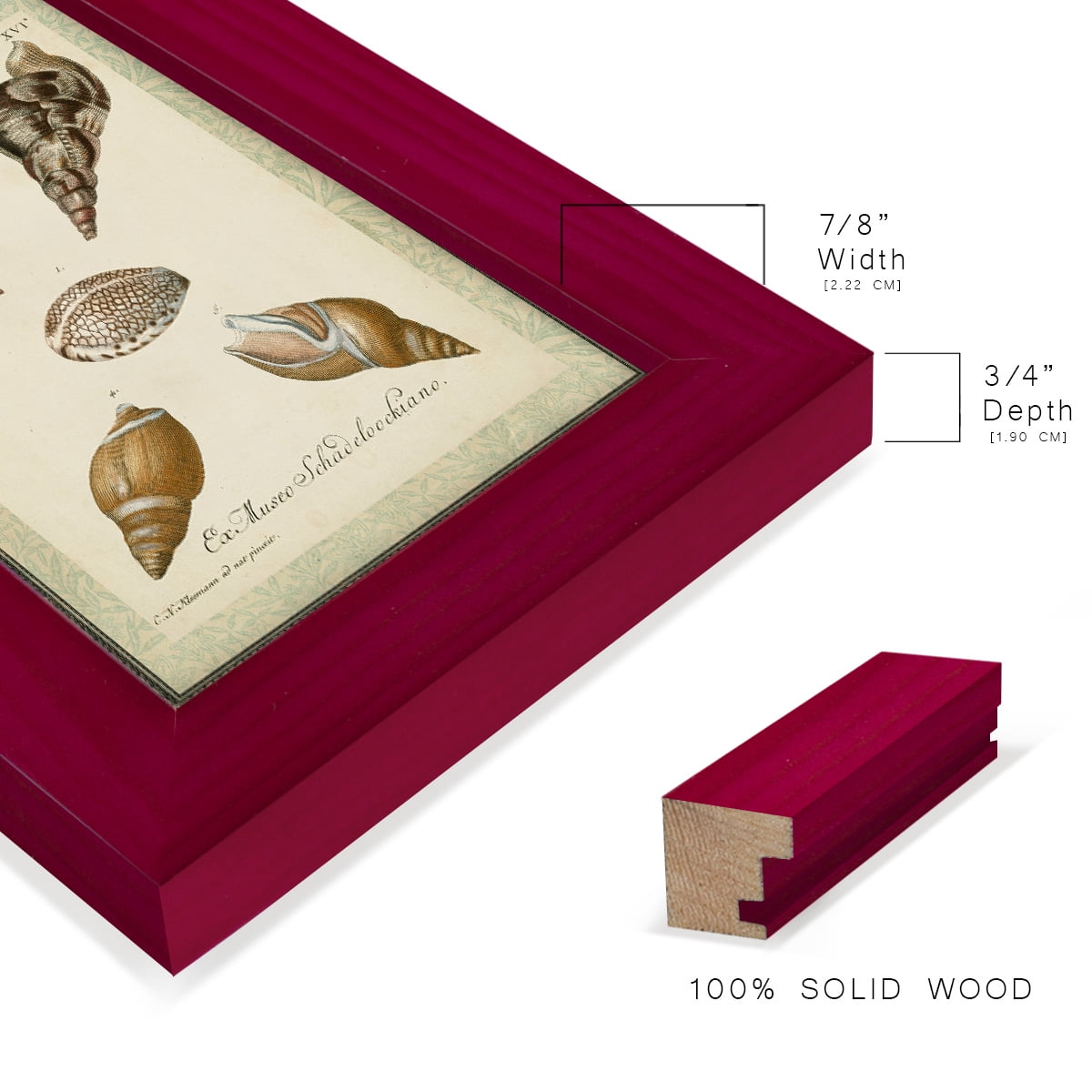 Bookplate Shells VIII - Framed Print w/glass - Cherry Red
