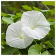 thumbnail image 3 of Everwilde Farms - 10 White Morning Glory Garden Flower Seeds - Gold Vault Jumbo Bulk Seed Packet, 3 of 5