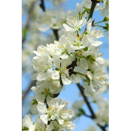 Apple Blossom State Flower - Michigan State Flower - Apple Blossom Journal : 150 Page Lined Notebook/Diary