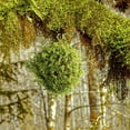 thumbnail image 4 of Oliegs 8cm Faux For Indoor Outdoor Use Greenery For Garden Home And Party Display For Centerpieces And Window, 4 of 6