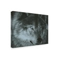 thumbnail image 2 of Trademark Fine Art 'Dark Wolf' Canvas Art by Carla Kurt, 2 of 3