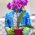 thumbnail image 2 of HLONK 2 Pcs Iron Garden Trellis House Plants Indoor Pots Climbing Supporting Racks Stand Flower, 2 of 6