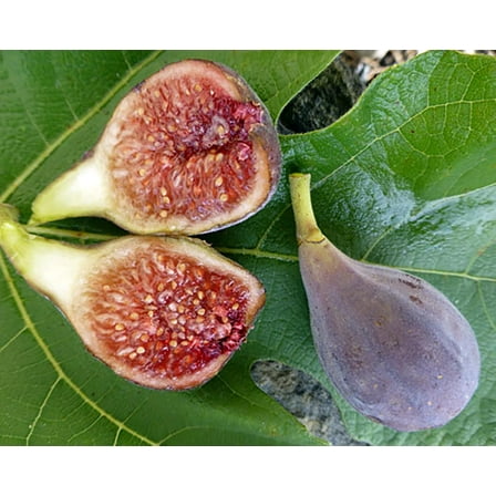 C's Red Edible Fig Plant - Ficus carica - Sweet - 2.5" Pot