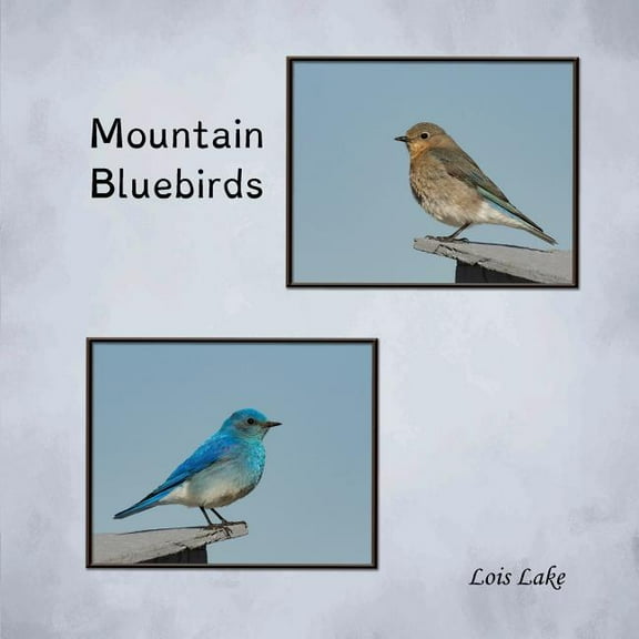 Mountain Bluebirds, (Paperback)