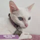 thumbnail image 2 of Collar Velvet Para Perro | Nala's Shop | Chico, 2 of 2