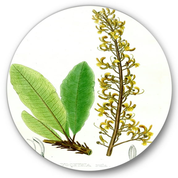Designart 'Ancient Brazilian Plant IV' Traditional Circle Metal Wall Art 36x36 - Disc of 36