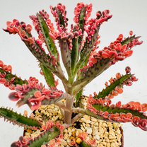 Set 2 Kalanchoe Pink Butterfly 2 inch, Drought-Tolerant Live Succulent Plants, Ideal for Desk and Home Decor