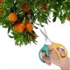 thumbnail image 5 of Hand Cut Pruning Scissors Stainless Steel Garden Bonsai Secateurs Scissors Pruning Shears Plants Tool For Gardening Pruning Grass Flower Secateur, 5 of 5