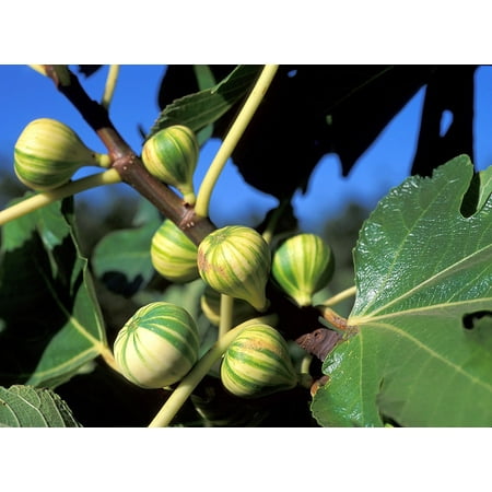Panache Tiger Stripe Edible Fig Plant - Sweet - 2.5
