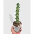thumbnail image 2 of Boobie Cactus - Live Air-Purifying Indoor Plant in Nursery Pot – Easy Care, Low Maintenance Houseplant for Home & Office Decor, Natural Air Cleaner, Best for Beginners (6"Pot), 2 of 5