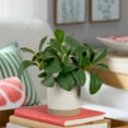 thumbnail image 2 of Mainstays by Becky G. & Alejandra 8" Artificial Peperomia in White Two-Tone Ribbed Ceramic Pot, 2 of 9