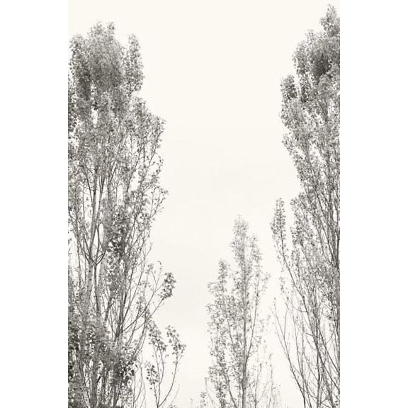Gango Home Decor Trees IV by Karyn Millet (Printed on Paper); One 24x36in Fine Art Paper Giclee Print
