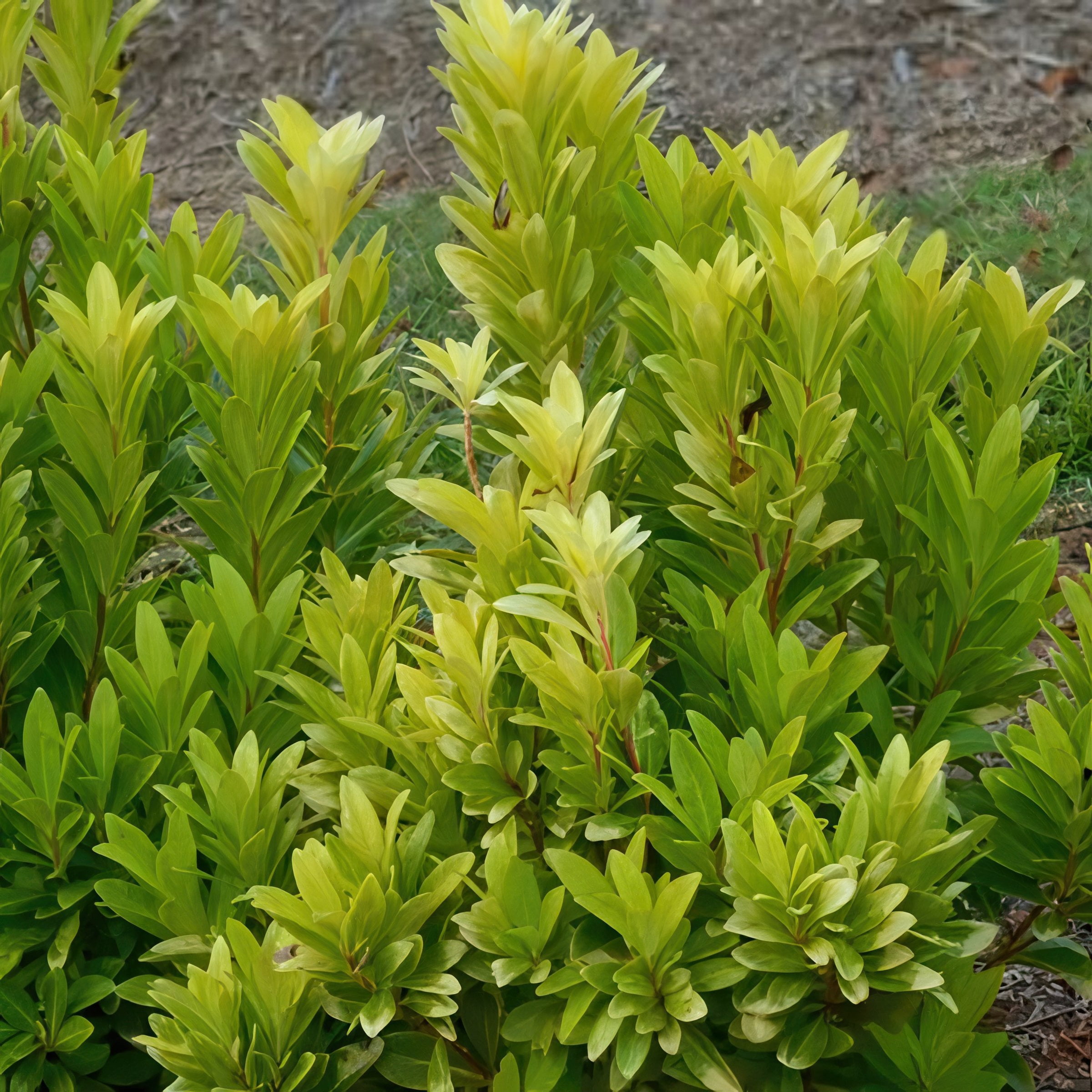 National Plant Network 3 gal. Illicium Florida Sunshine